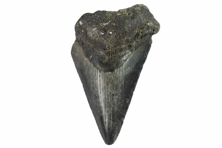 Partial, Megalodon Tooth - North Carolina #91695